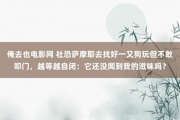 俺去也电影网 社恐萨摩耶去找好一又狗玩但不敢叩门，越等越自闭：它还没闻到我的滋味吗？